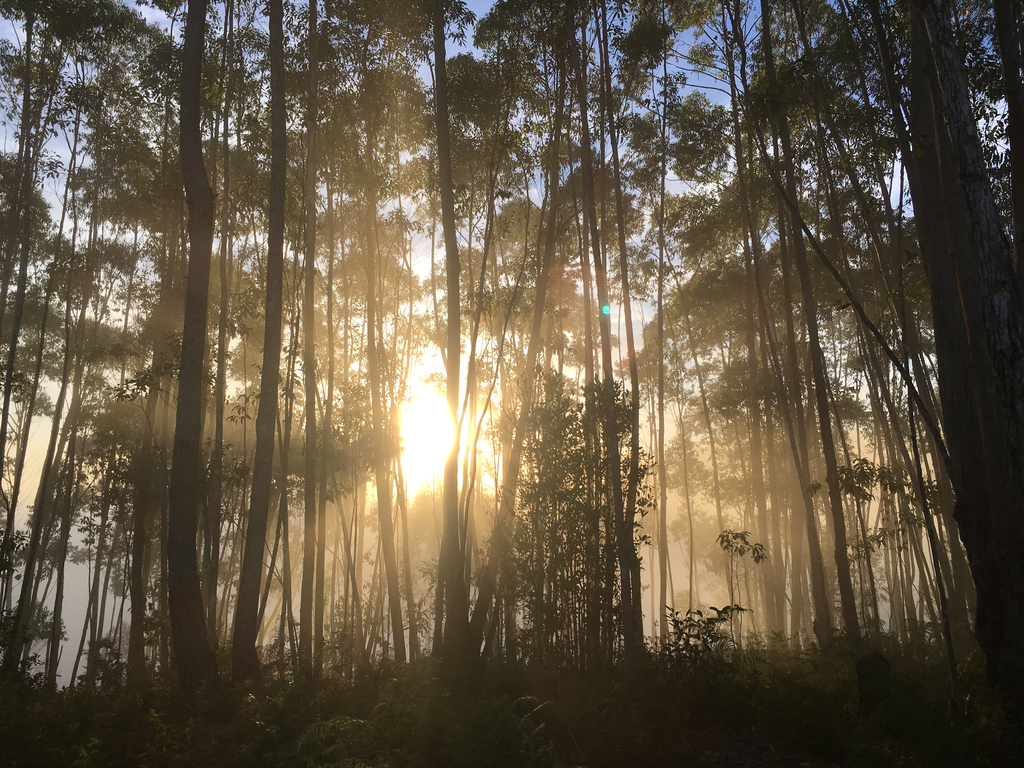 Electrification et conservation de la forêt primaire malgache